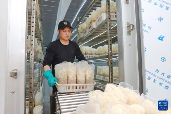 2月27日，河北省新河县众乐种植专业合作社工人在“5G智慧微工厂”采收绣球菌。  新华社记者 朱旭东 摄